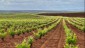 03. Merida - Cadiz (176)