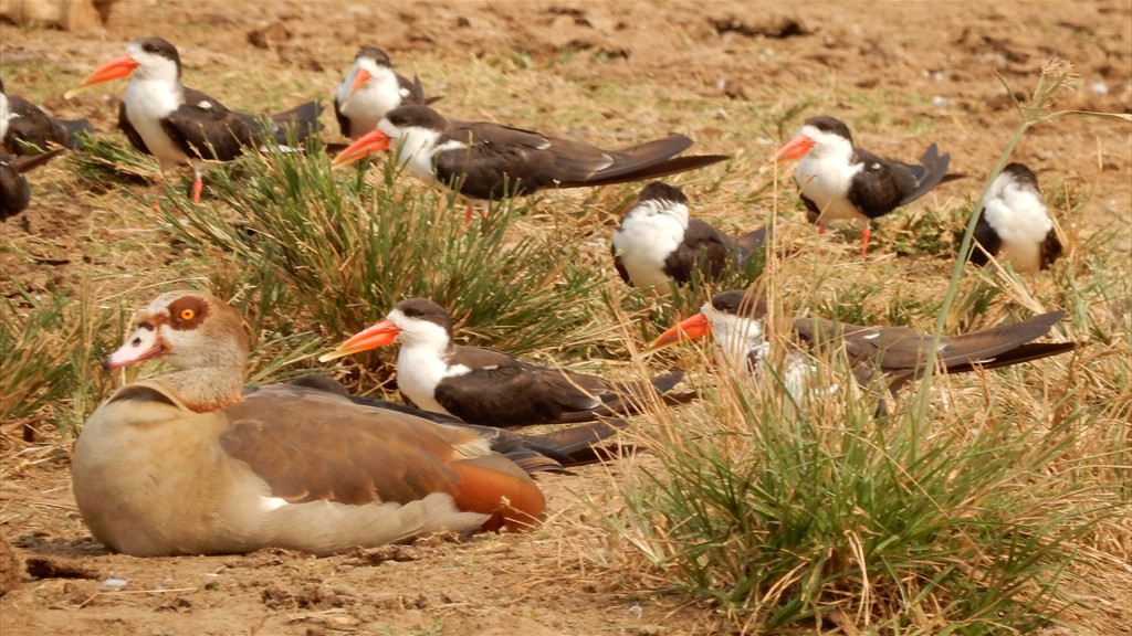 11. Queen Elizabeth NP (135)