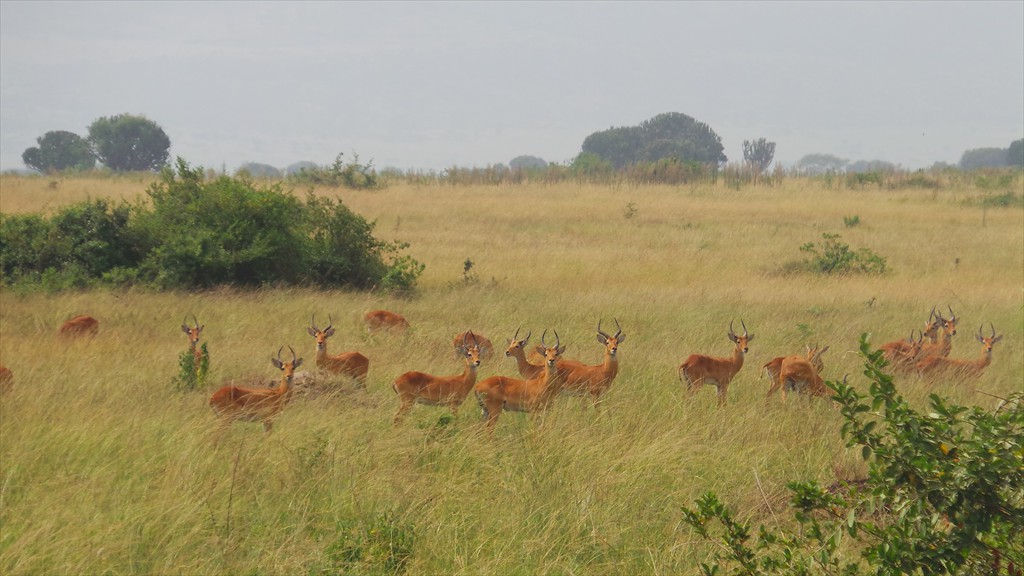 11. Queen Elizabeth NP (138)