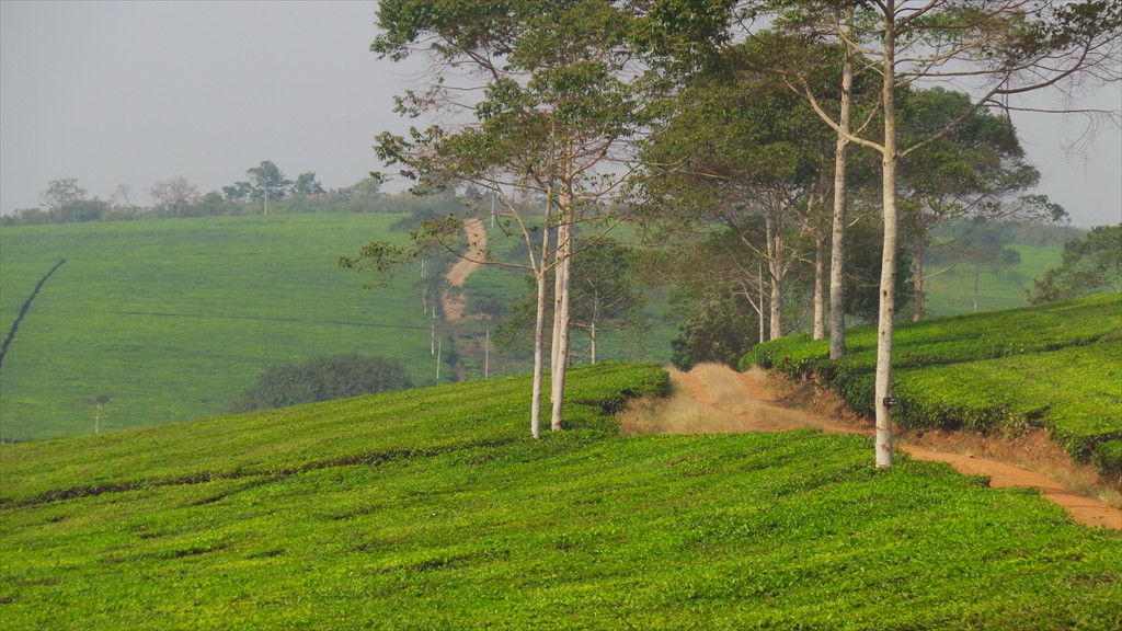 14. Fort Portal - Jinja (135)