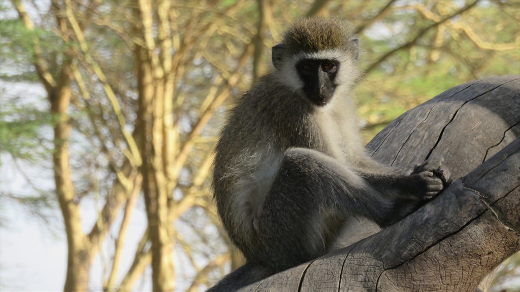 17. Lake Nakuru (101)