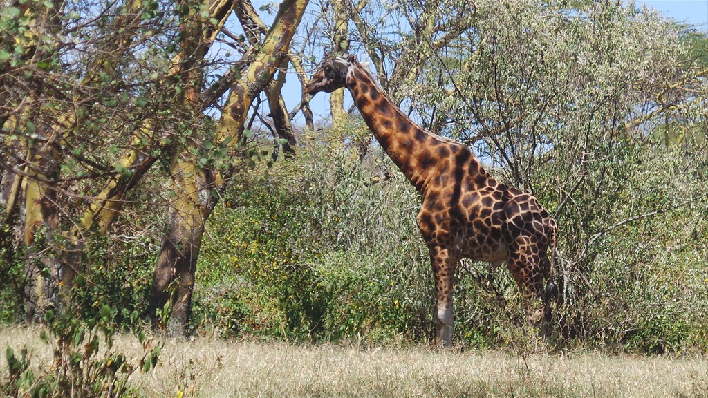 17. Lake Nakuru (102)