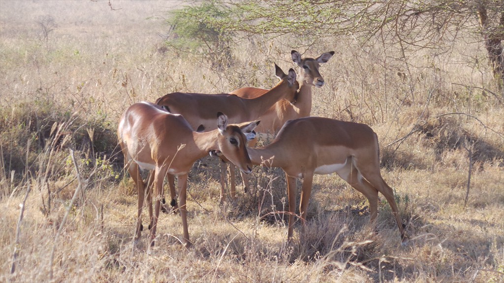 17. Lake Nakuru (103)