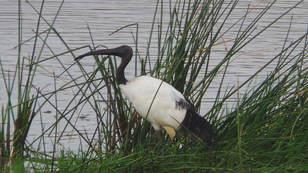 17. Lake Nakuru (107)