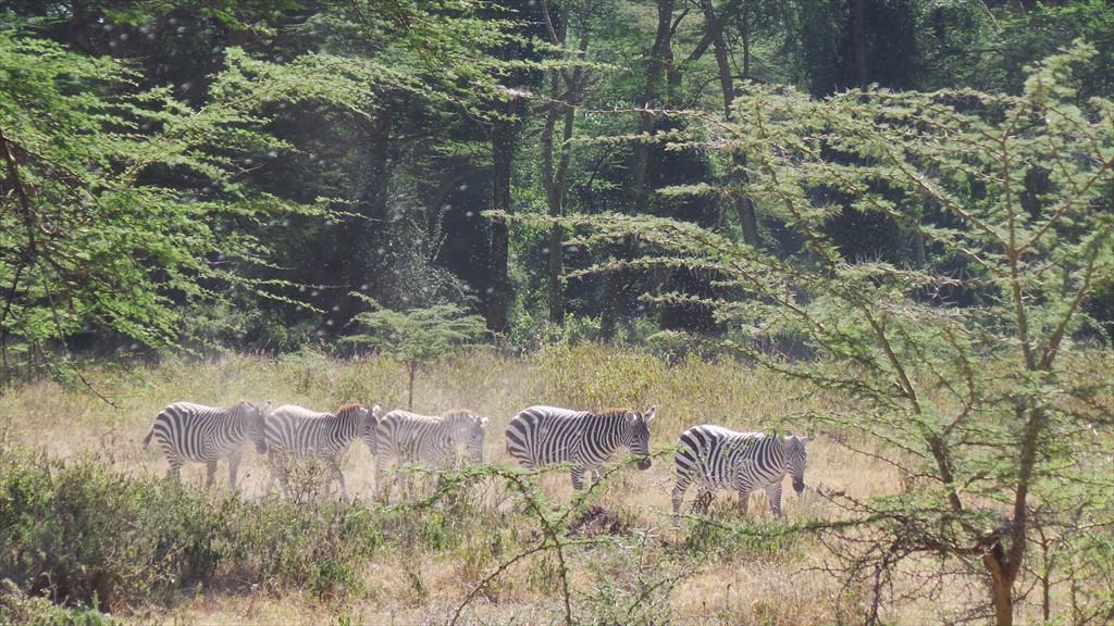 17. Lake Nakuru (109)