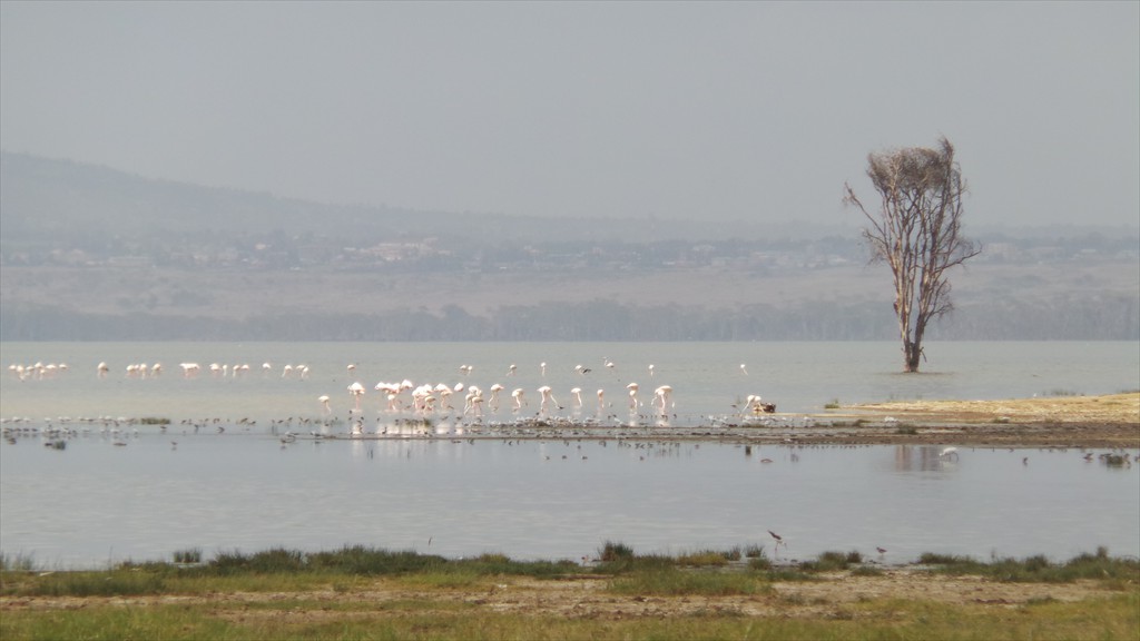 17. Lake Nakuru (110)