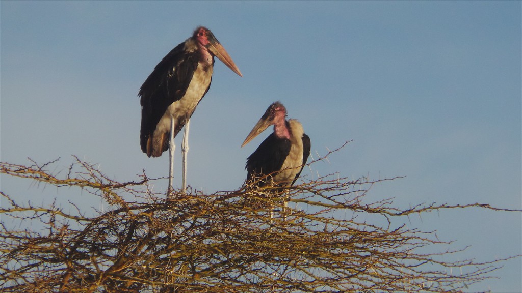 17. Lake Nakuru (112)