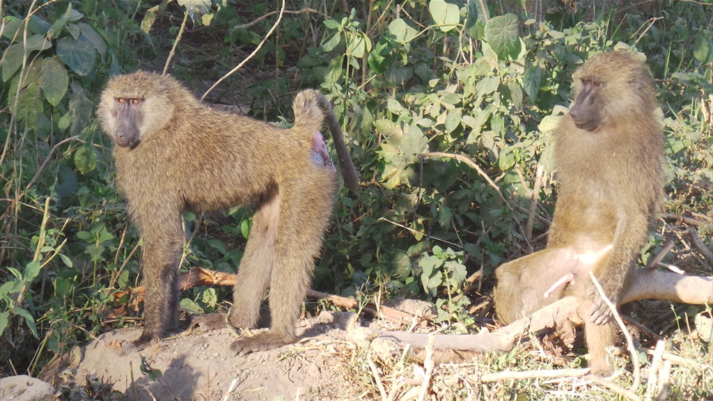 17. Lake Nakuru (113)