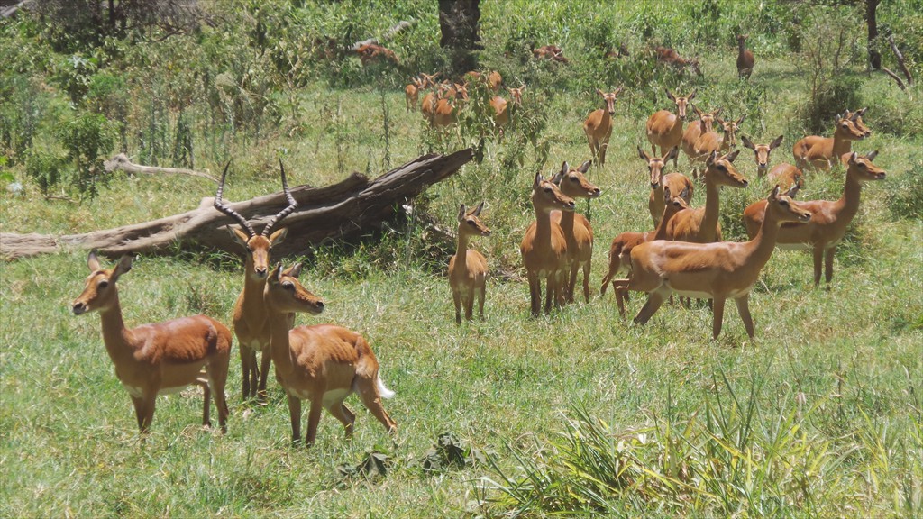 17. Lake Nakuru (114)