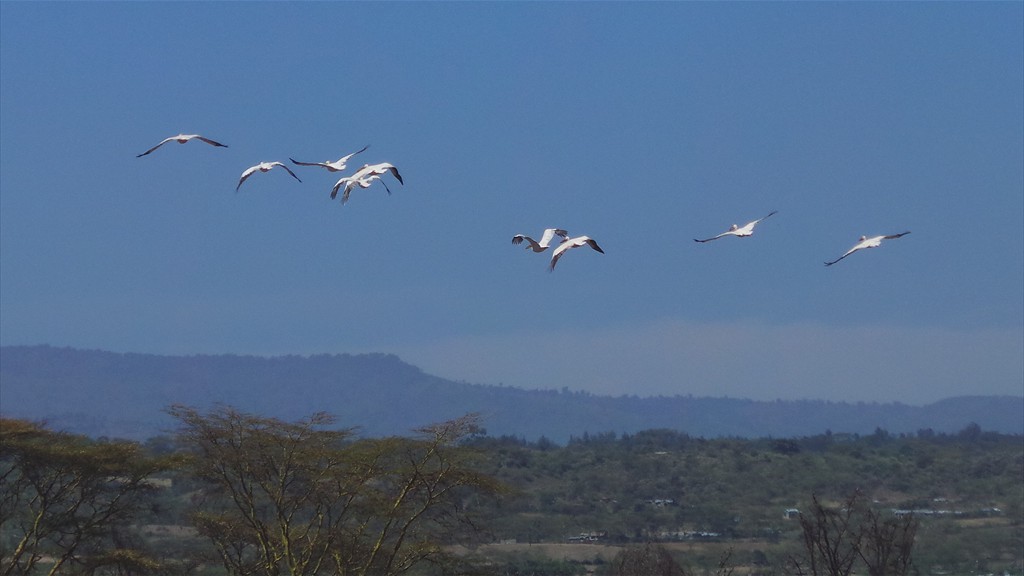 17. Lake Nakuru (117)