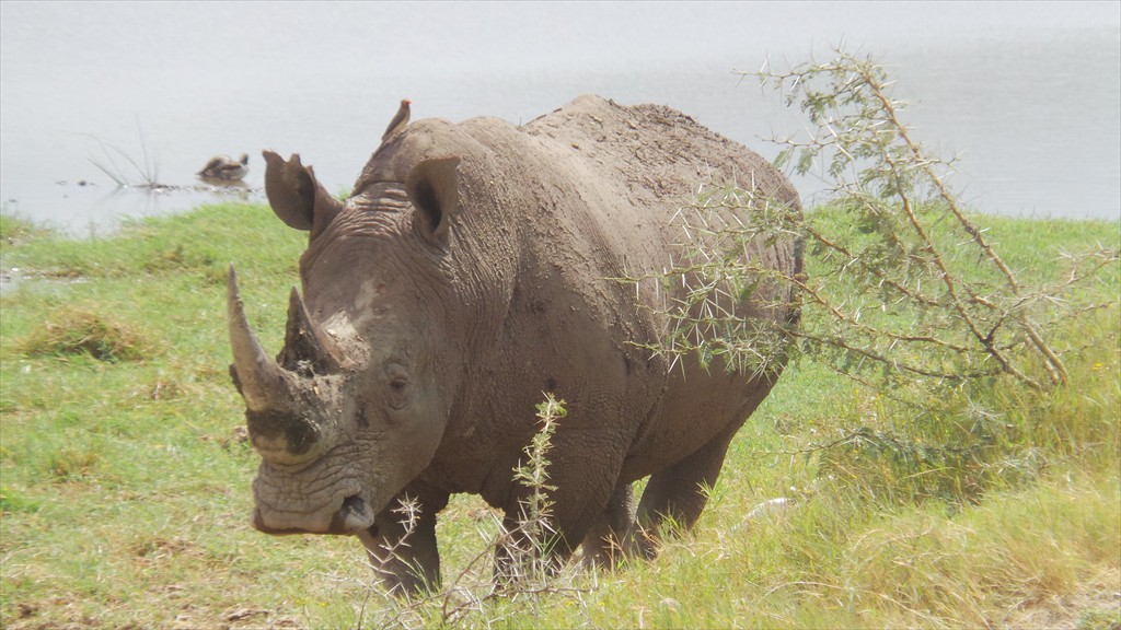 17. Lake Nakuru (119)