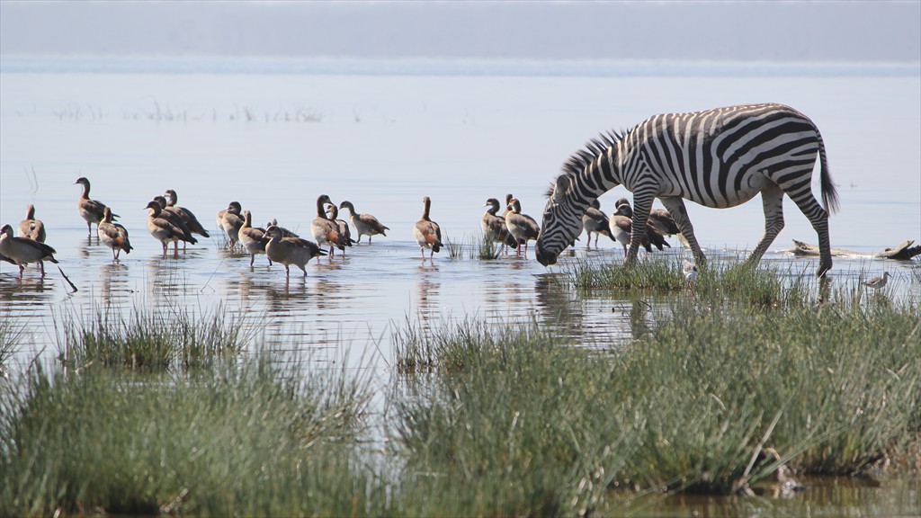 17. Lake Nakuru (120)