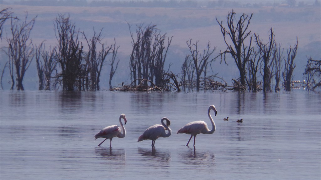 17. Lake Nakuru (121)