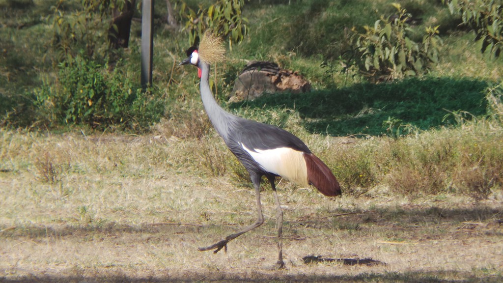 17. Lake Nakuru (122)