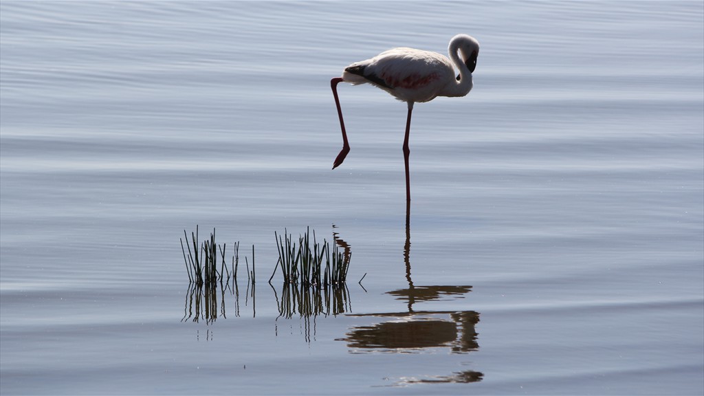 17. Lake Nakuru (123)