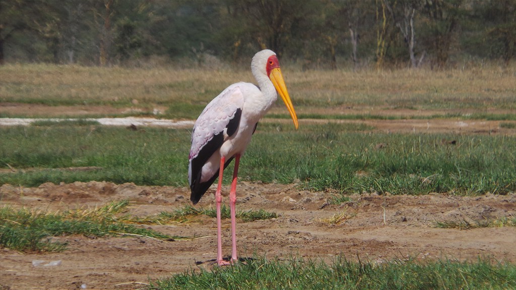 17. Lake Nakuru (125)