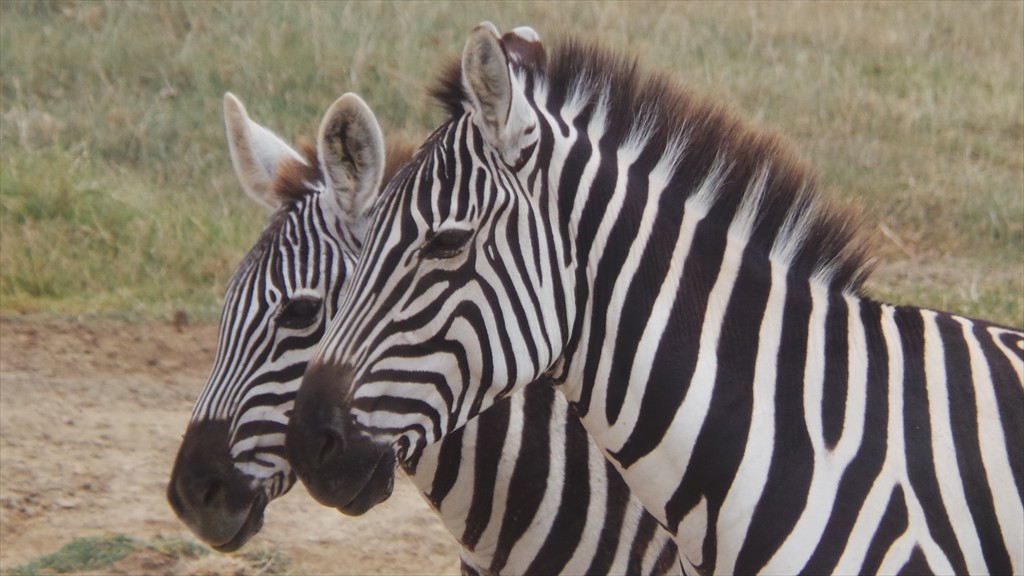 17. Lake Nakuru (126)