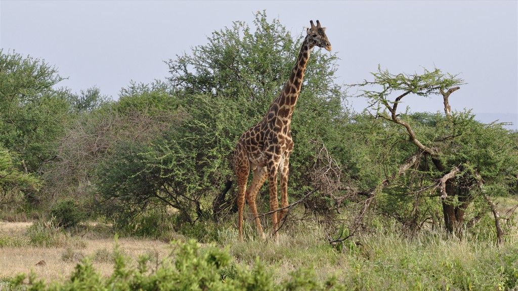 02. Amboseli NP (102)