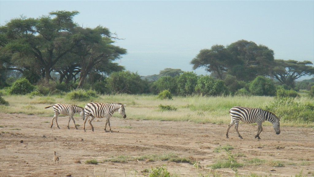 02. Amboseli NP (103)