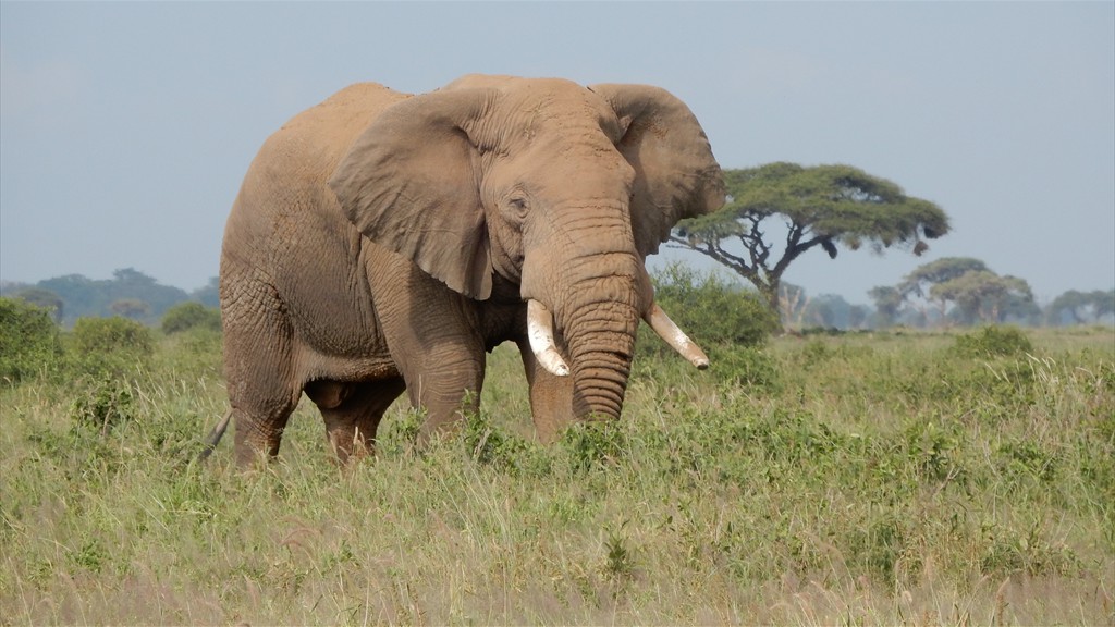 02. Amboseli NP (104)