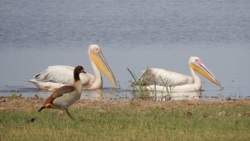 02. Amboseli NP (106)