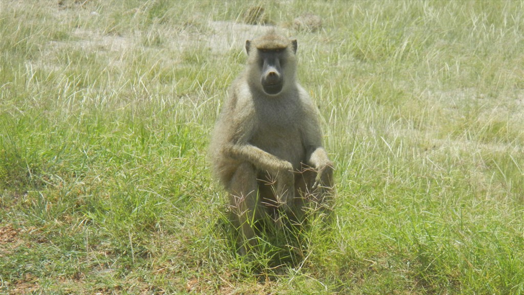 02. Amboseli NP (107)