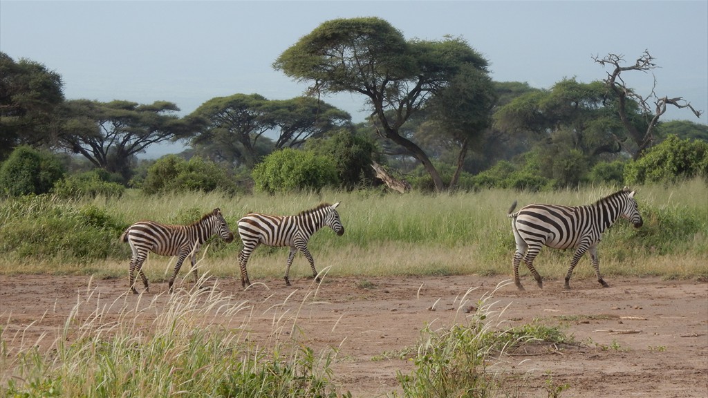 02. Amboseli NP (109)