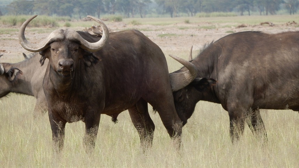 02. Amboseli NP (110)