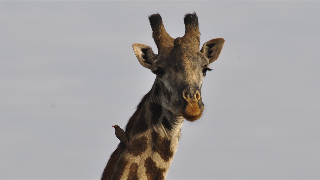 02. Amboseli NP (111)