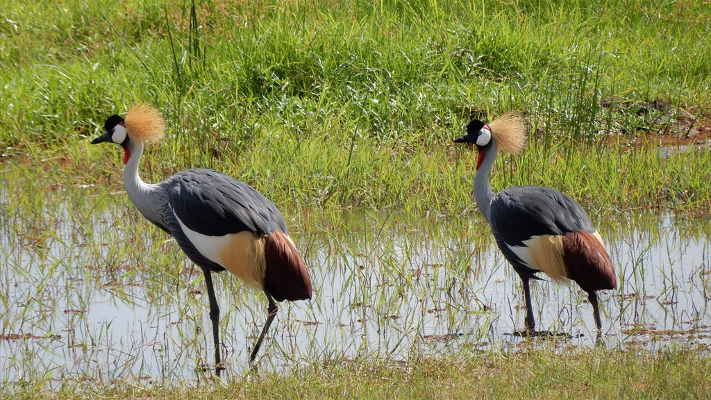 02. Amboseli NP (113)