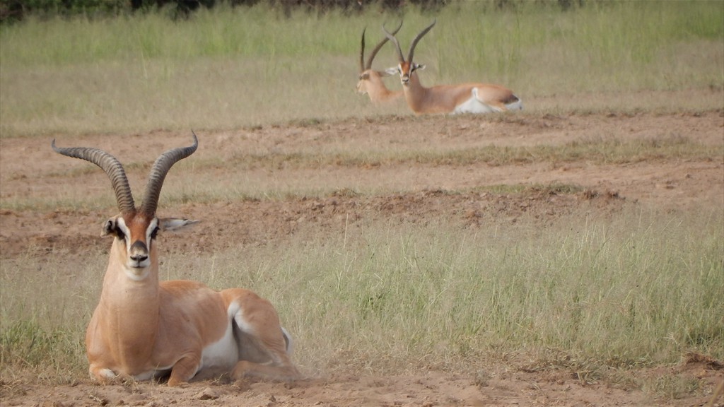 02. Amboseli NP (115)