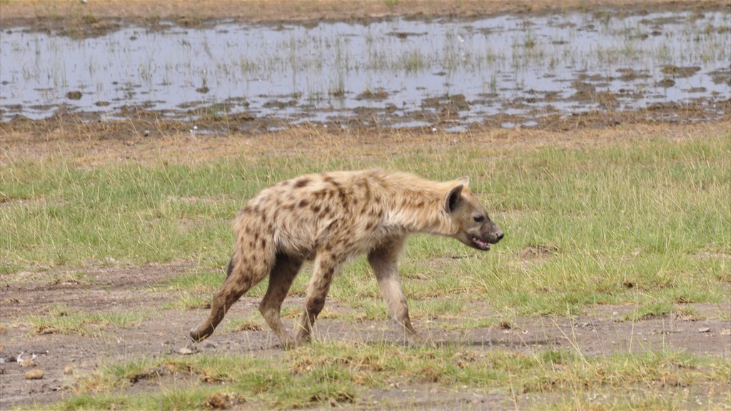 02. Amboseli NP (117)