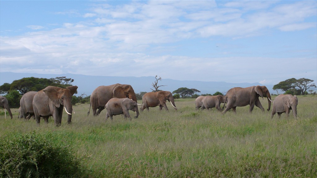 02. Amboseli NP (119)