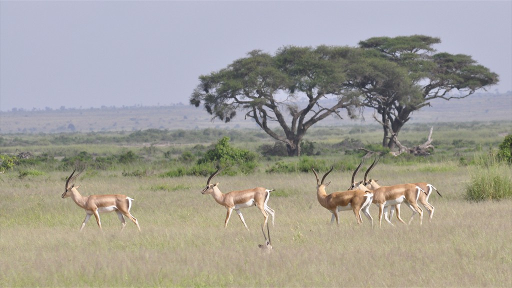 02. Amboseli NP (120)