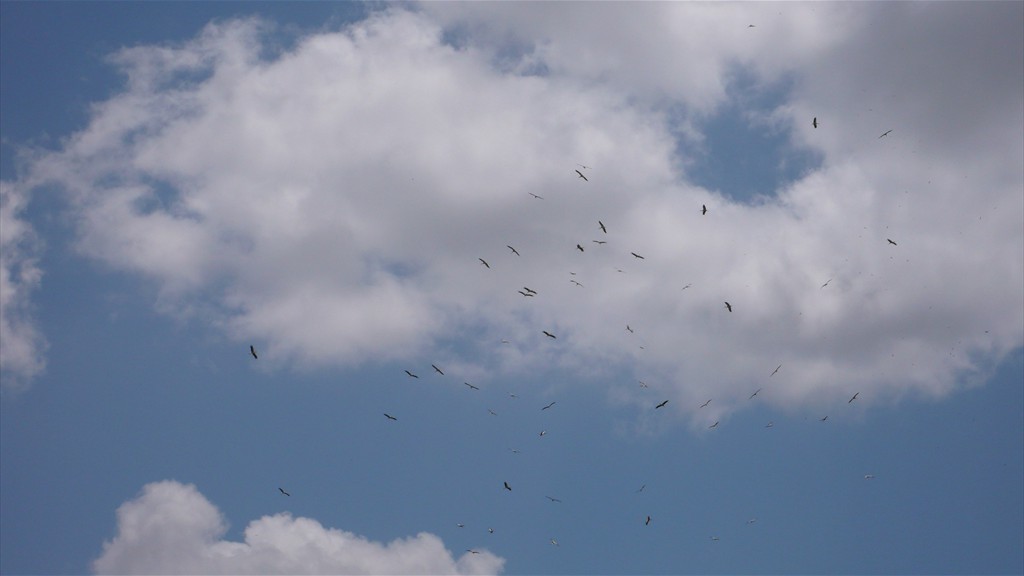 02. Amboseli NP (122)