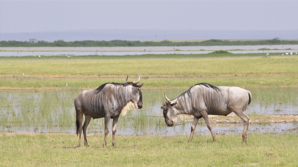 02. Amboseli NP (123)