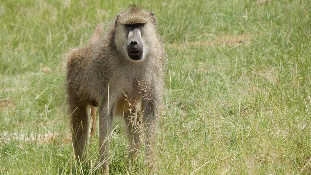 02. Amboseli NP (124)