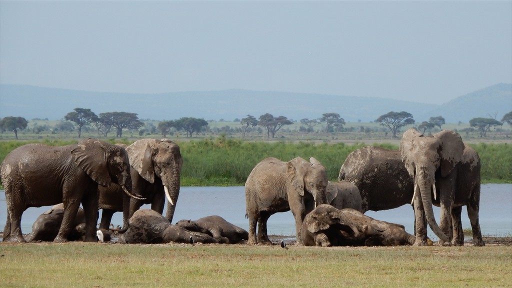 02. Amboseli NP (125)