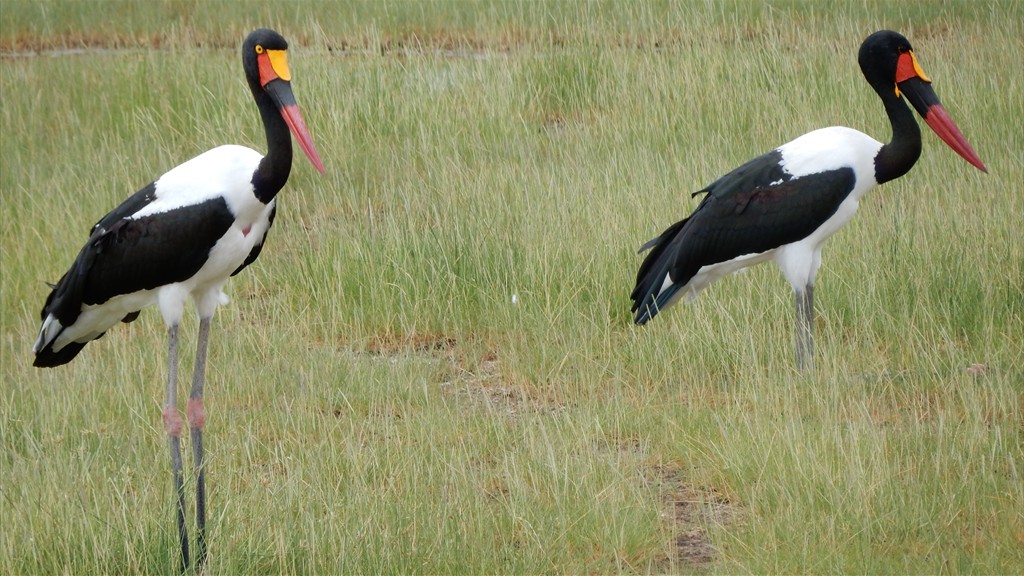 02. Amboseli NP (126)