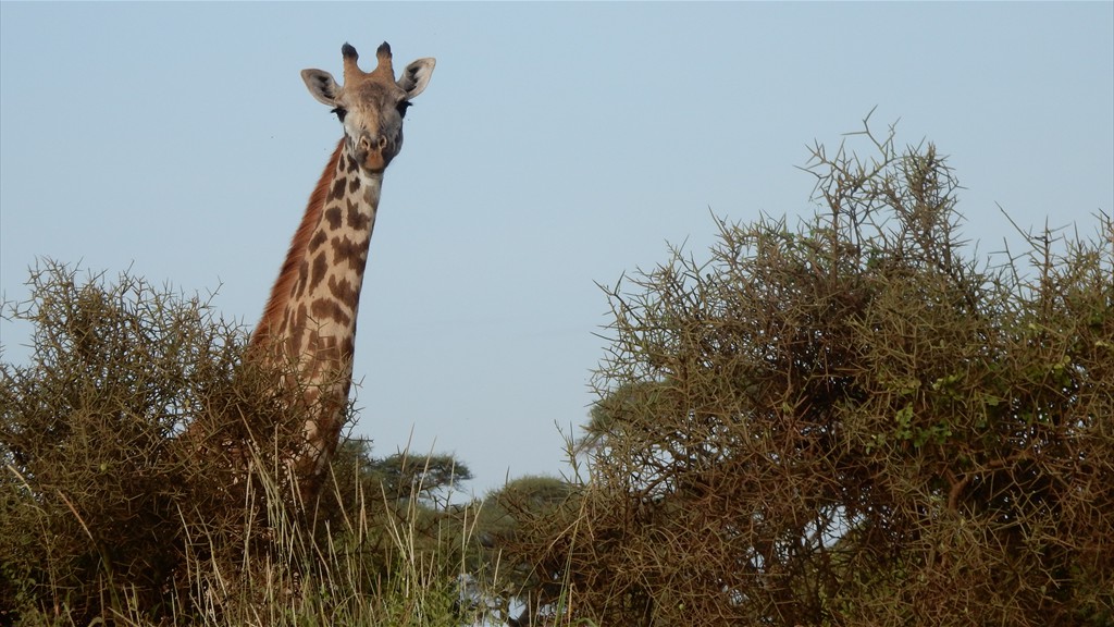 02. Amboseli NP (127)