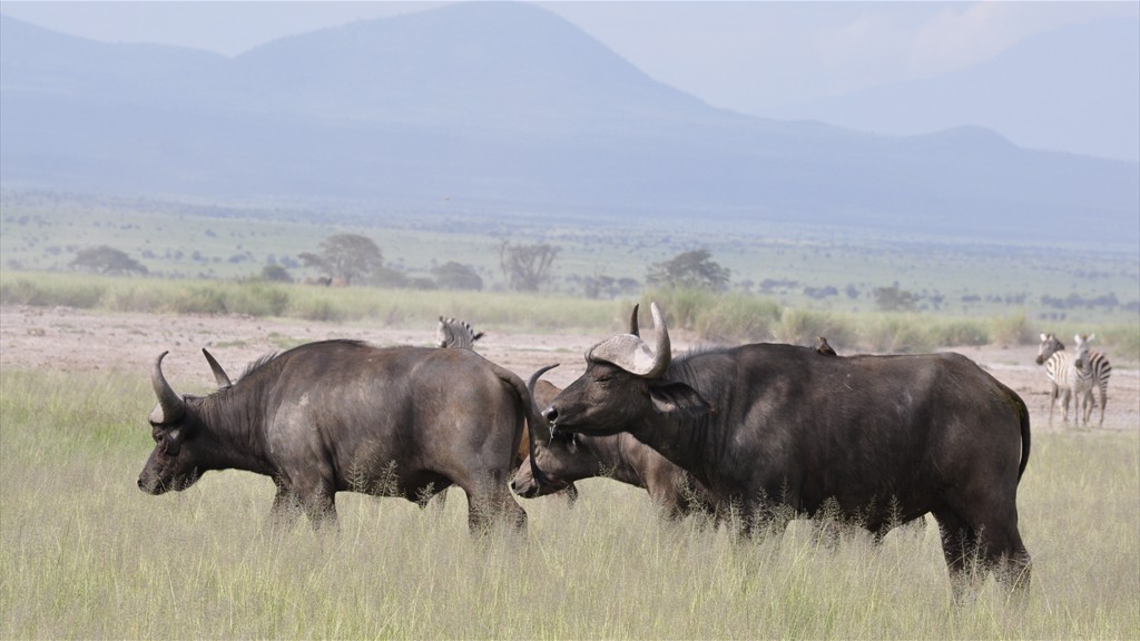 02. Amboseli NP (129)