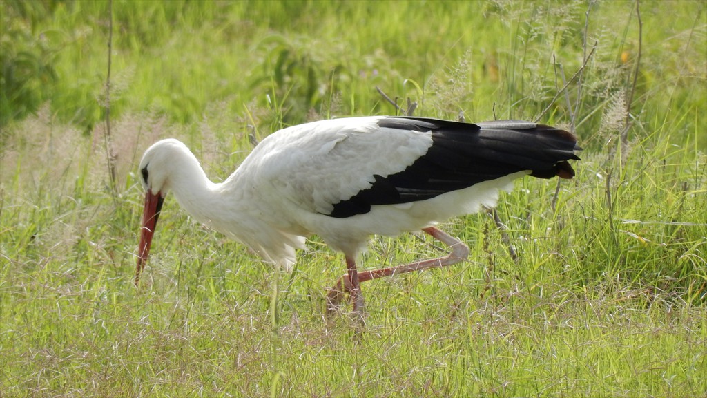 02. Amboseli NP (130)