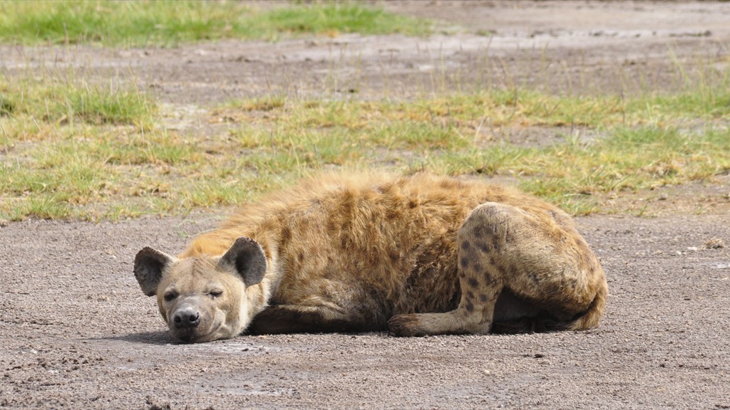 02. Amboseli NP (131)