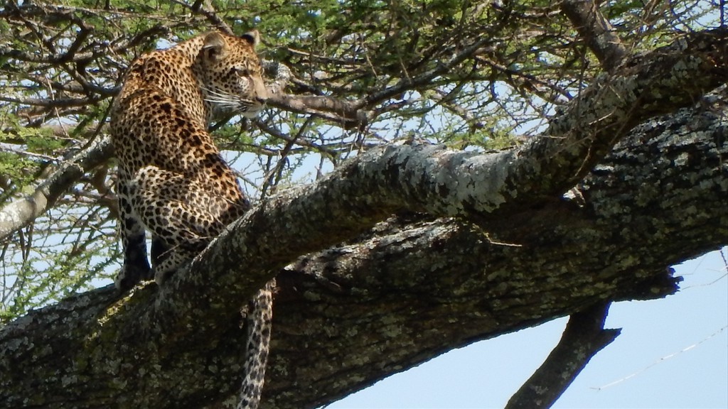 04. Serengeti & Ngorongoro (103)