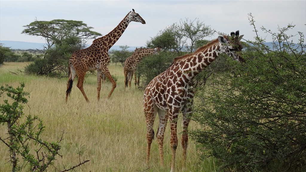 04. Serengeti & Ngorongoro (104)