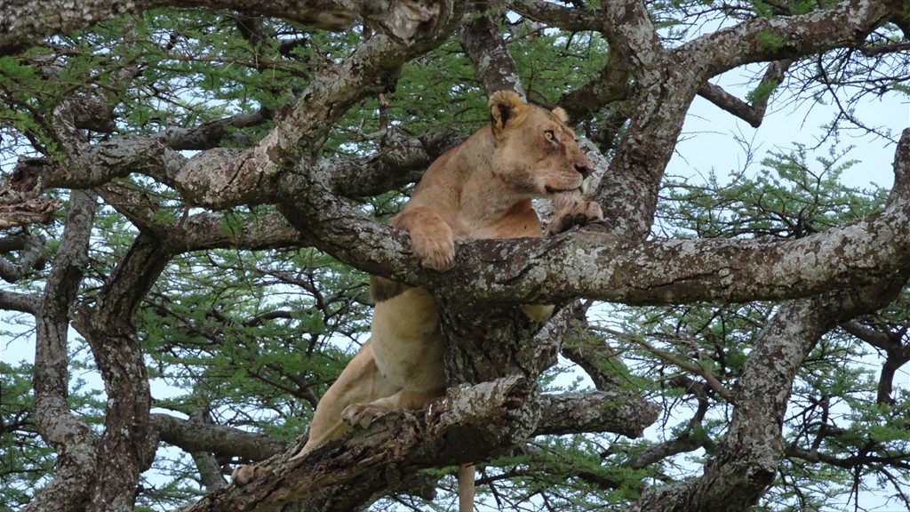 04. Serengeti & Ngorongoro (106)