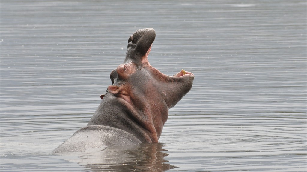 04. Serengeti & Ngorongoro (107)