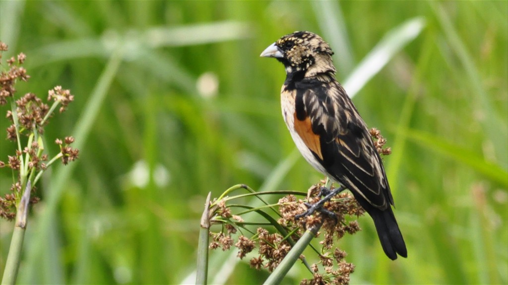 04. Serengeti & Ngorongoro (108)