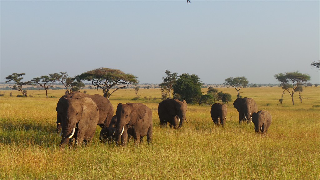 04. Serengeti & Ngorongoro (111)