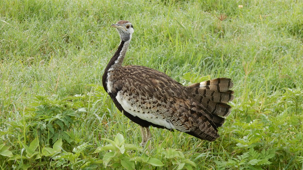 04. Serengeti & Ngorongoro (113)